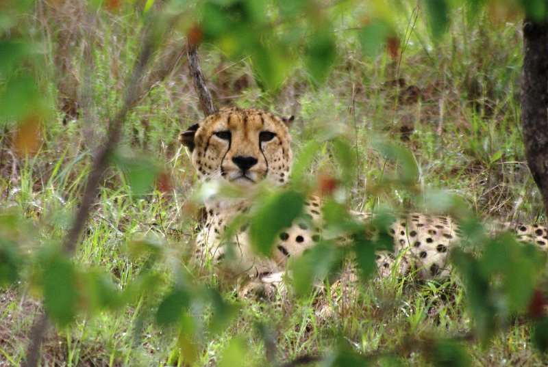 Pic (94).JPG - Cheetah-Gepard                 